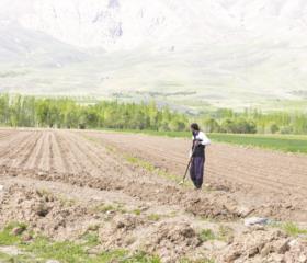 سرمایه‌گذاری در بخش کشاورزی  پایین است