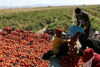 متوسط تولید در بخش کشاورزی 5/1 کیلوگرم در هر مترمربع است