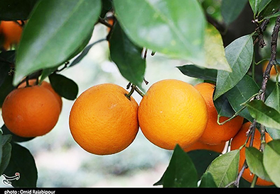 فارس در آینده واردکننده مرکبات خواهد شد