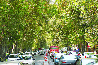 چرا چنارها  در تهران دیگر  تاب زندگی ندارند؟