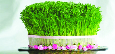 برای سبزه عید گندم بکاریم یا هسته پرتقال؟
